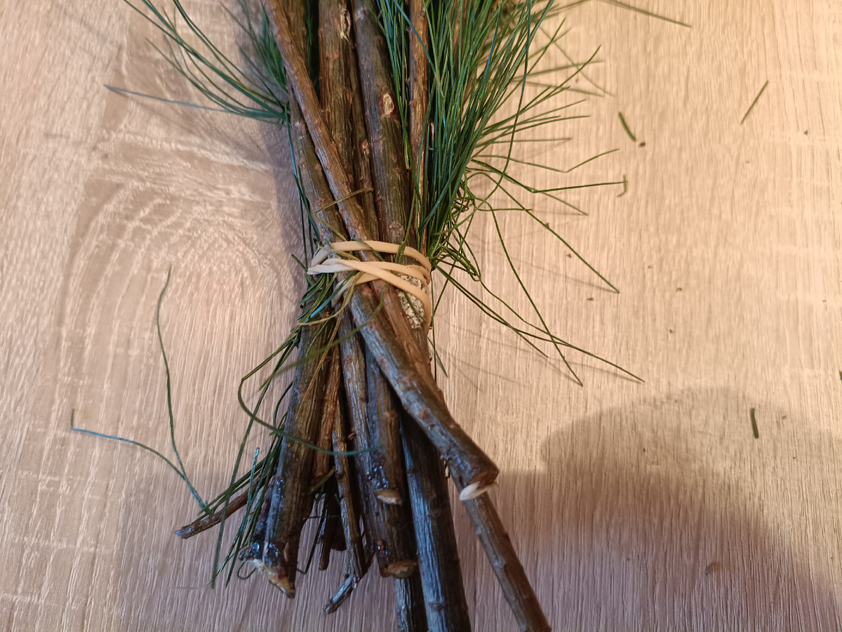 Фото автора. Пучок Пинуса. 