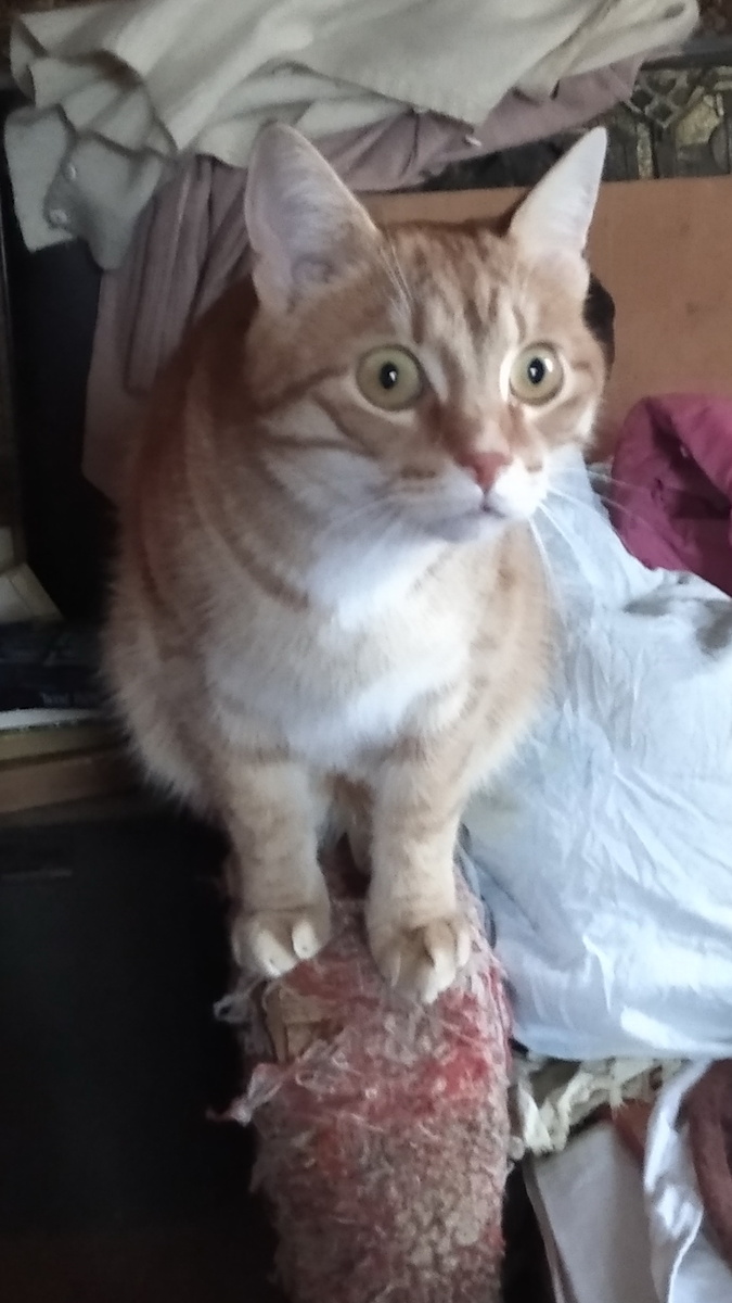 Личное  фото