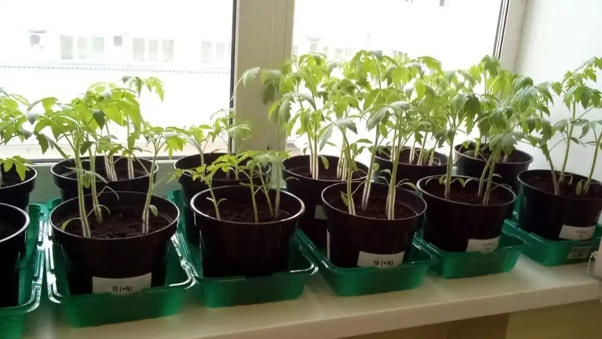 Фото: из личного архива Марии Малевой / urfu.ru
Как бактерии помогают растениям усваивать азот из воздуха, выяснили биологи