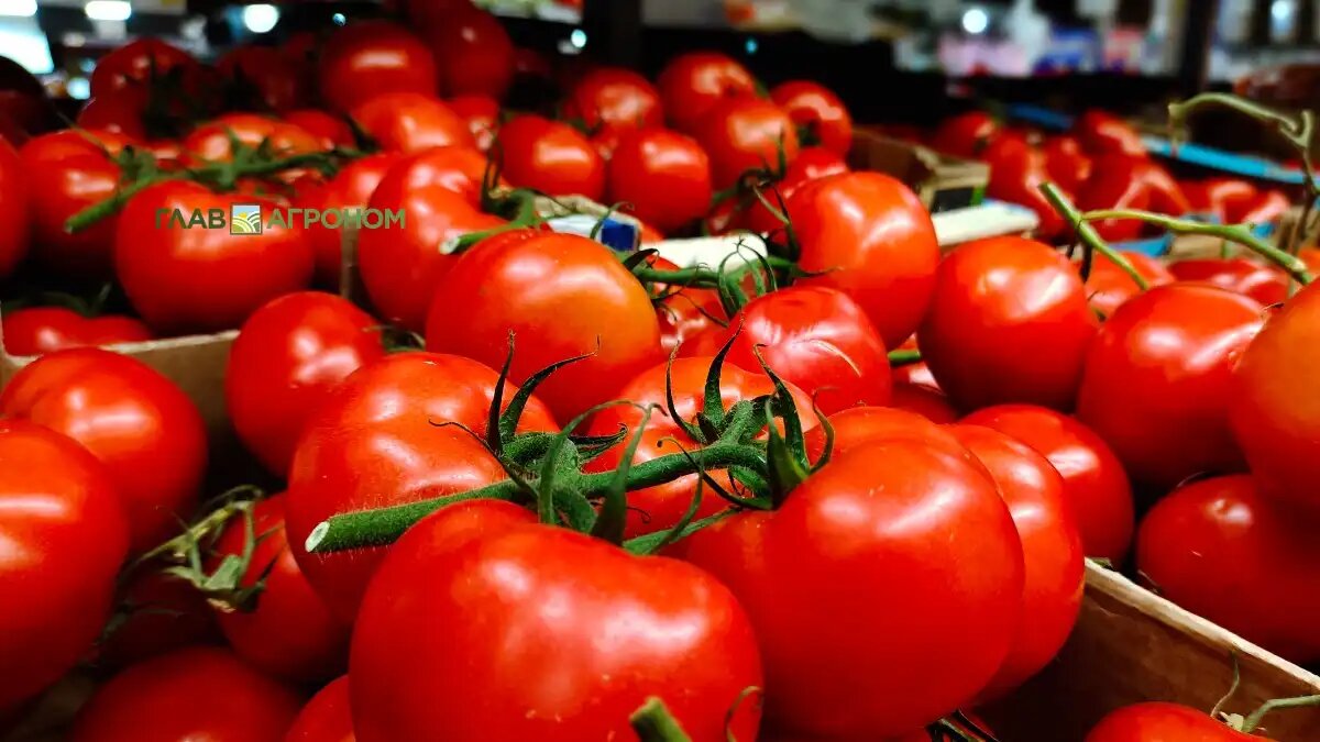 Фото:© Александр Мементович / Glavagronom.ru
Новые сорта томатов Bayer включают несколько генов устойчивости, которые нарушают различные этапы взаимодействия вируса ToBRFV с растениями