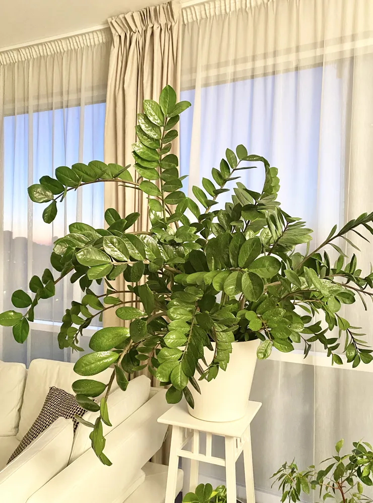 Замиокулькас у северного окна