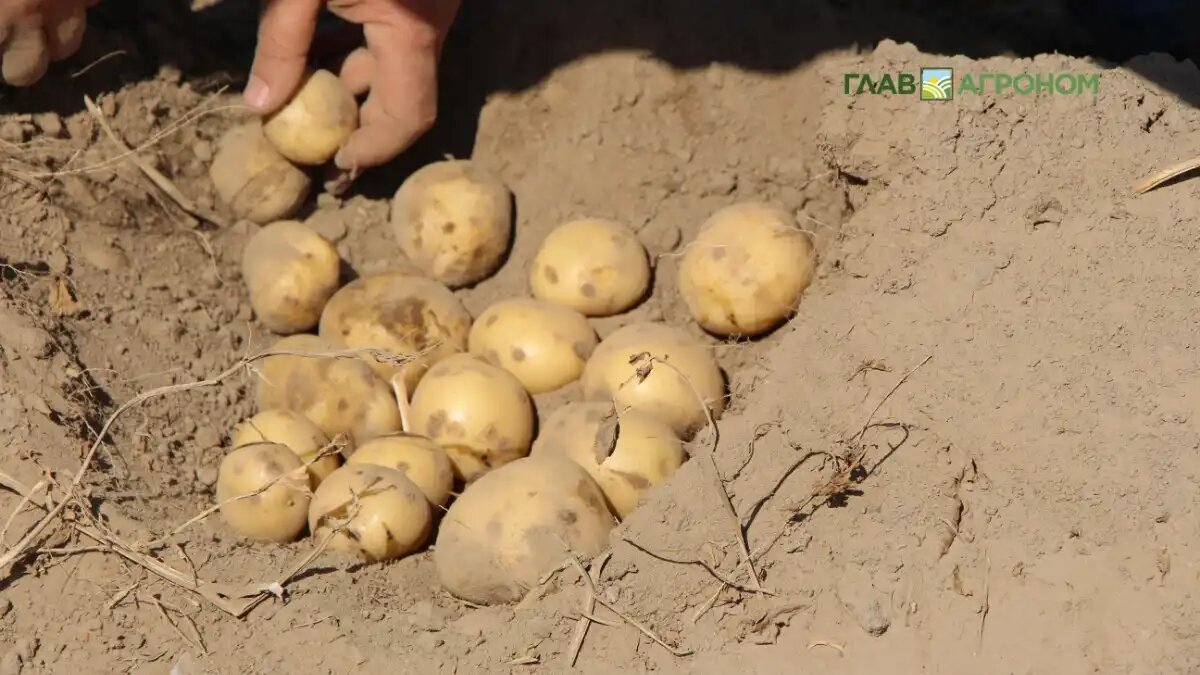 Фото:© Владимир Исаенко / Glavagronom.ru
В Европе предложение картофеля превышает спрос