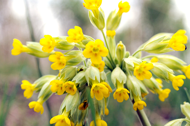 Первоцвет весенний