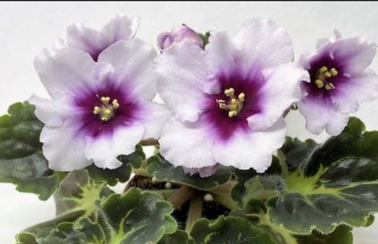 ЛФ-Посмотри в глаза