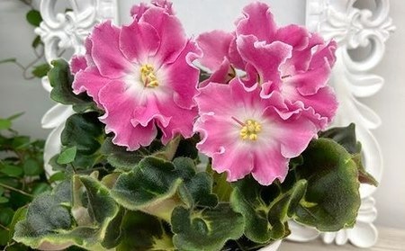 АВ-Я ваша навеки