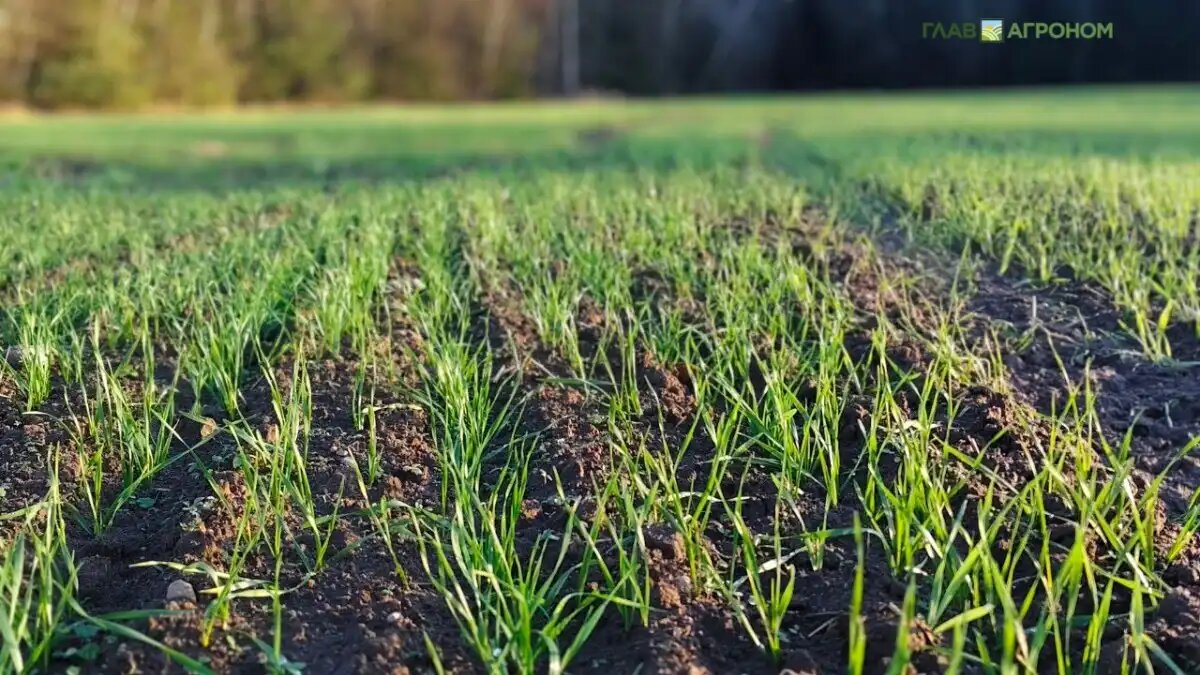 Фото:© Анна Кислекова / Glavagronom.ru
В РФ создали метод защиты сельхозкультур, позволяющий ограничить применение пестицидов