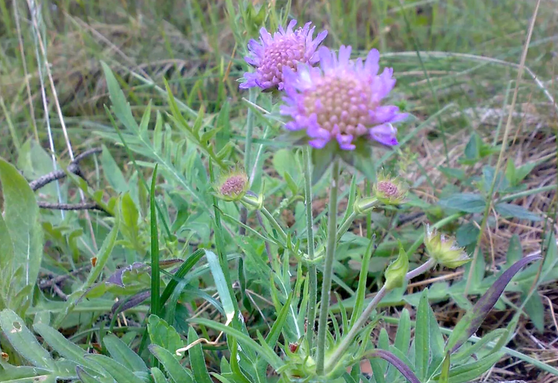 Короставник лесной