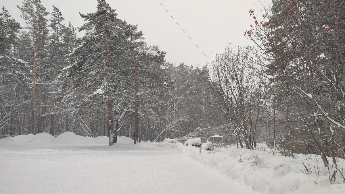 В таком лесу находится школа 