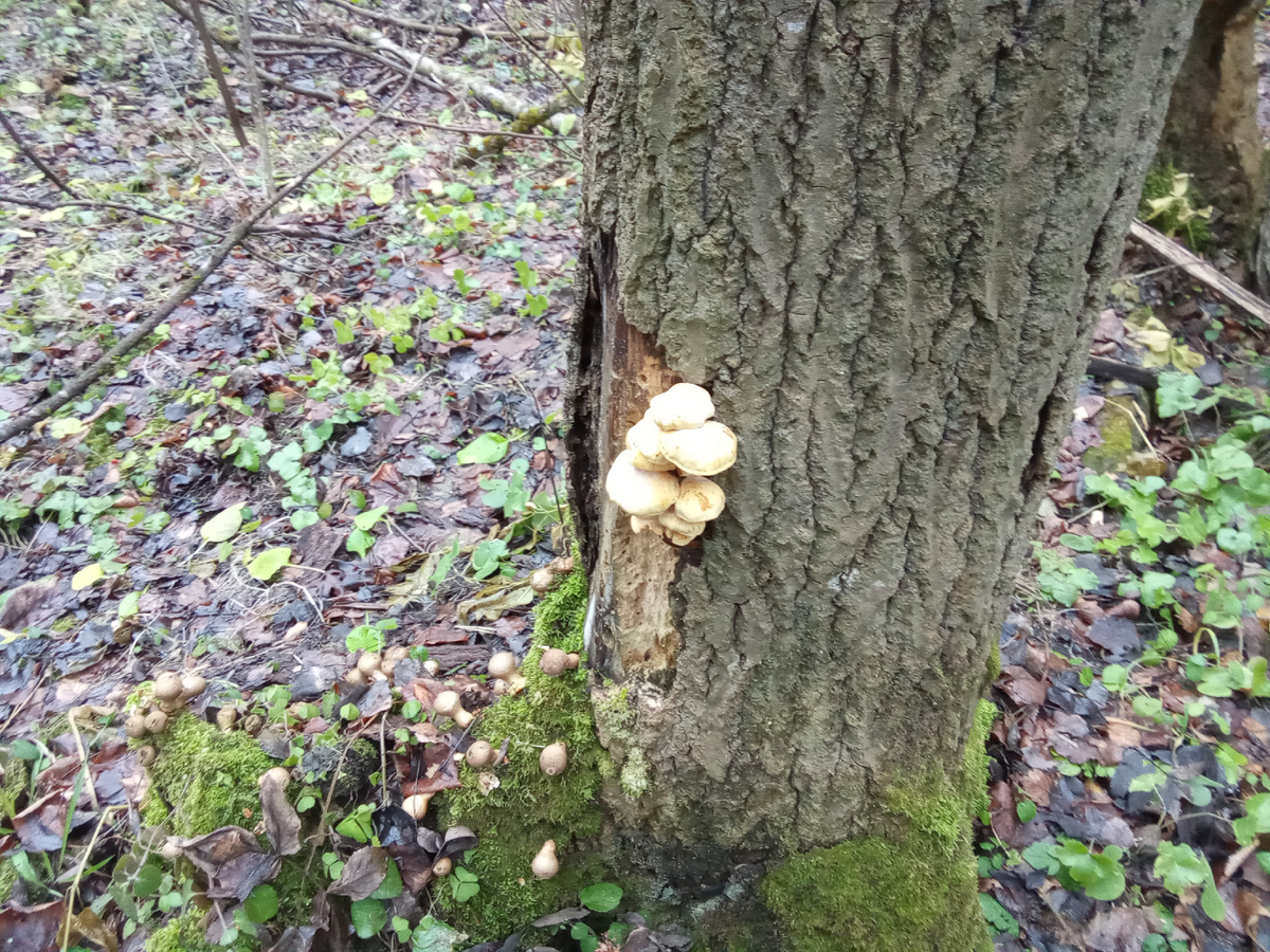 Фото Андрея Куликова. фламмулина на осине