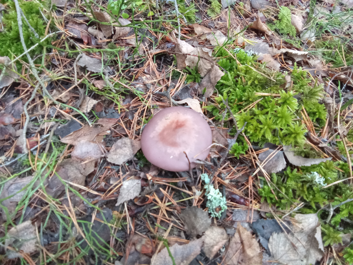 Фото Андрея Куликова. Фиолетовая рядовка. Декабрьская))