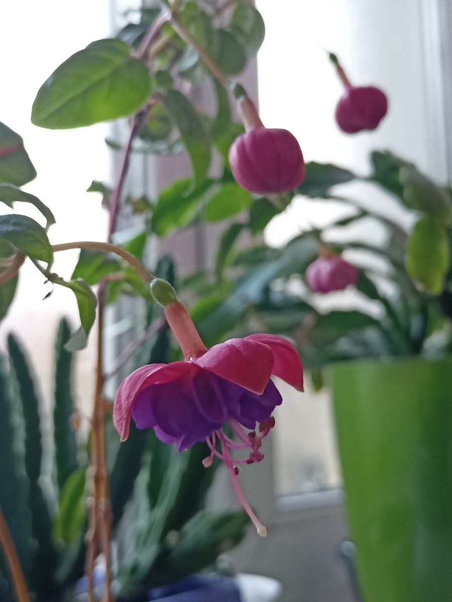 Вот, такой вот танец)