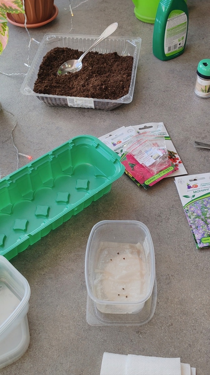 Замачивание семян дельфиниума