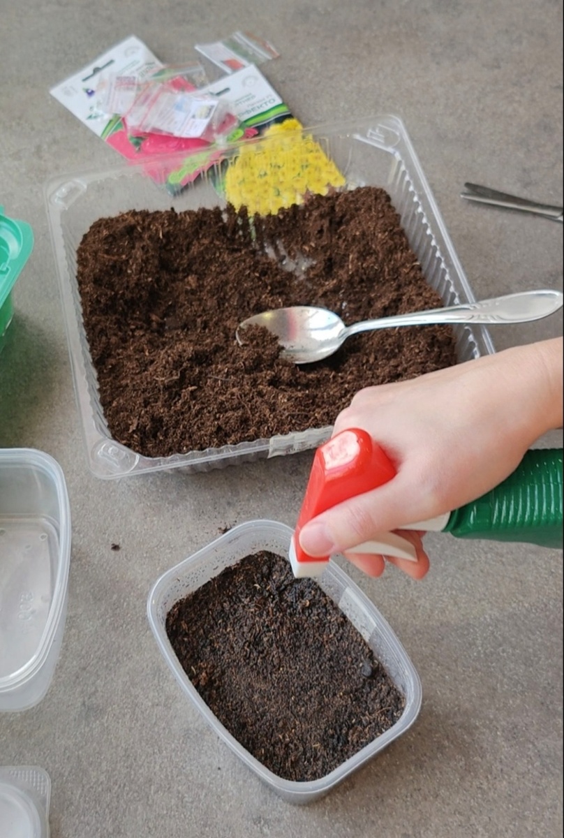 Посев бегонии