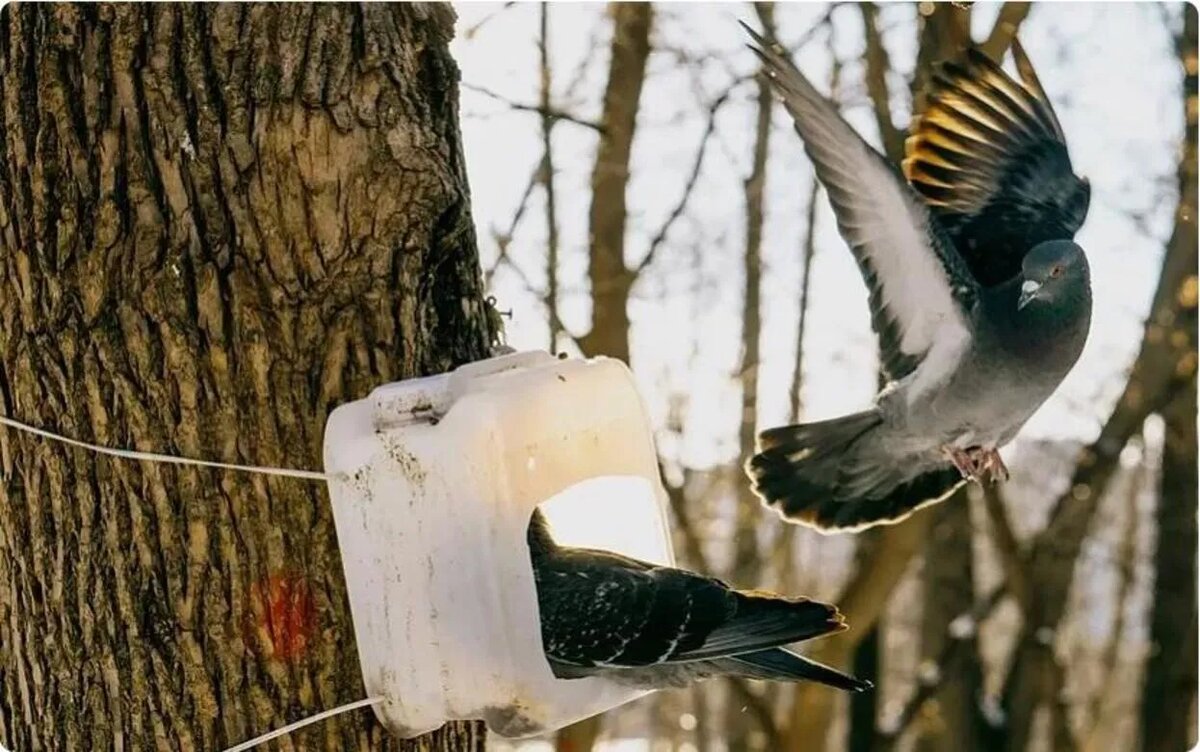    Погода в Ижевске на день: 20 декабря ждем похолодание до -17°С