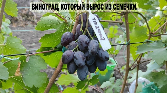 Моя ГФ ТП - 2407.