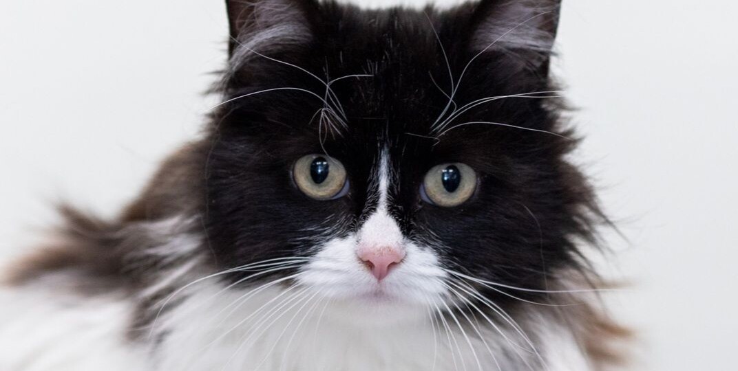 Пушистую Марусю никто не замечает 💔