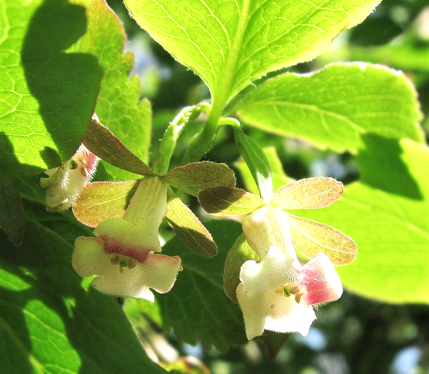 Абелия (Забелия) корейская
