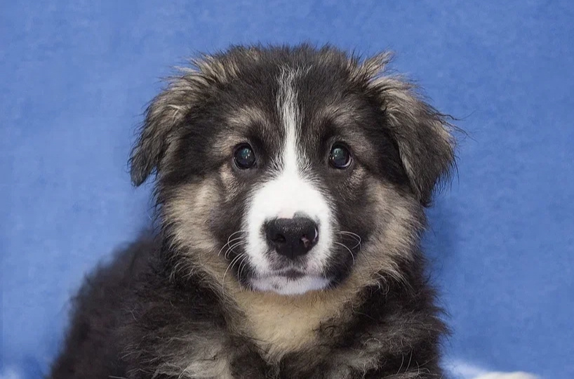 Щенка выпустят на улицу. Возьмите хоть в вольер