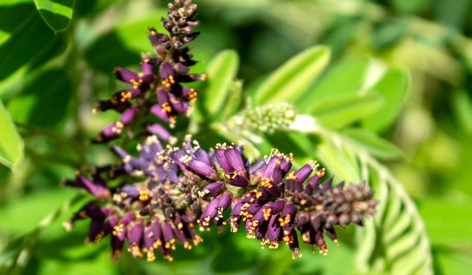 Аморфа кустарниковая