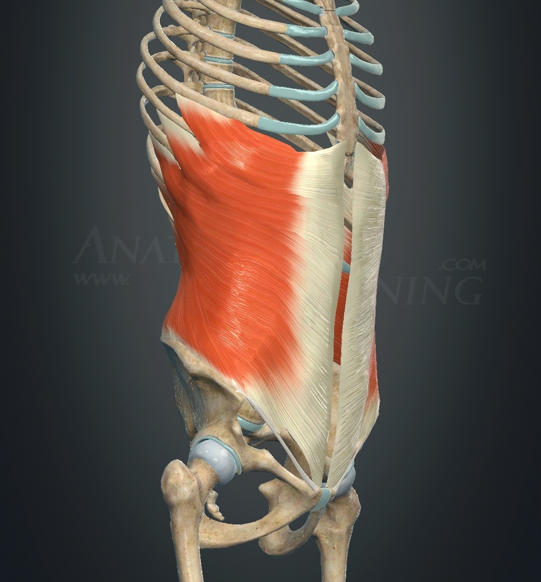 Внешние косые мышцы живота. Похоже на корсет, правда?