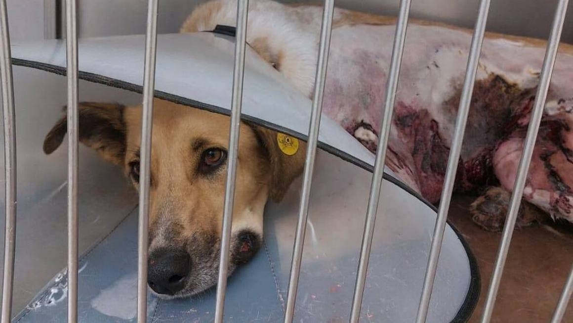 Собака Белка получила тяжелые ожоги и не выжила, несмотря на все усилия ветеринаров...