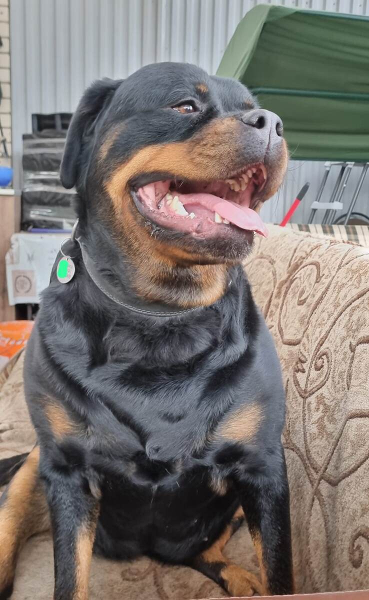 Я приношу людям радость!🐶