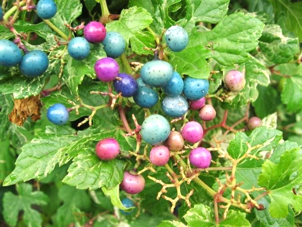 Виноградовник уссурийский