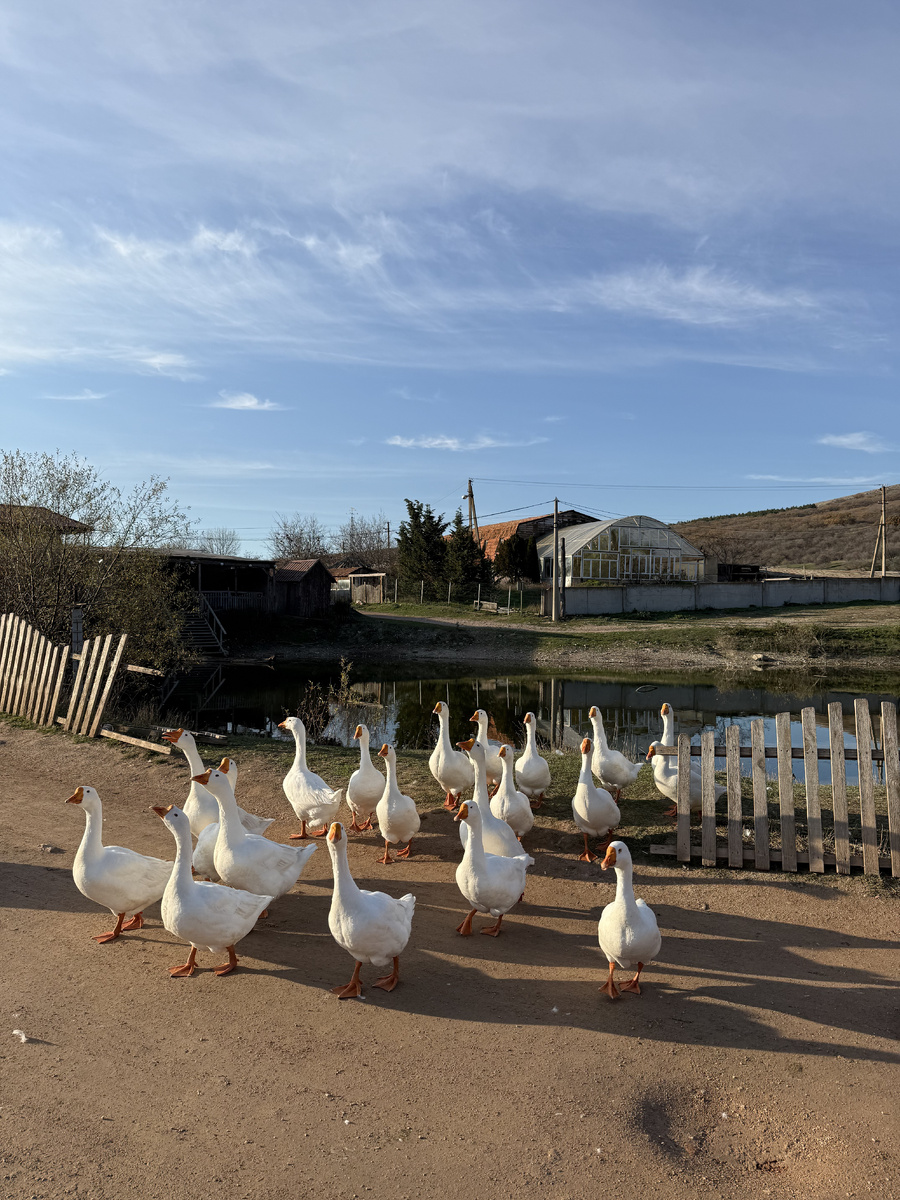 Вот такие товарищи встречают гостей у озера на входе.  