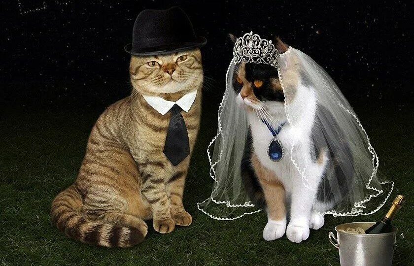 Наш Кот женился.