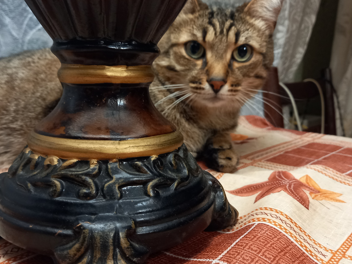 Удивление. Фото автора. Кот мамы автора.