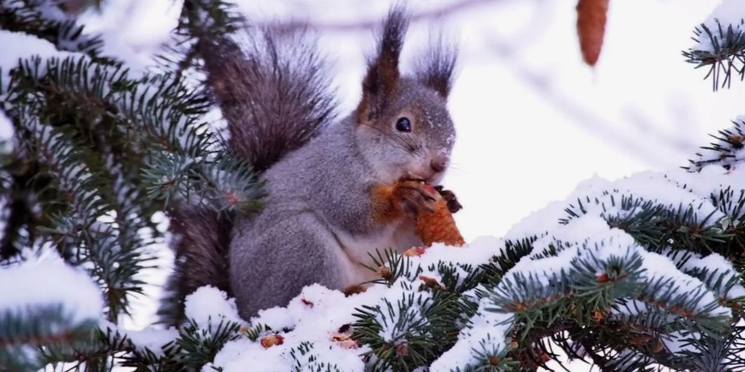 Тот кто помнит Новый год. Десятое конкурсное задание