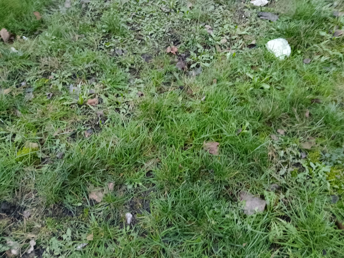 Фото автора, зелëная трава у дома в декабре