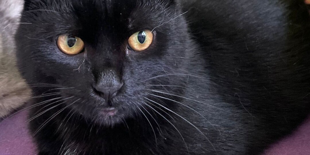 Черный котенок-подросток ищет дом! Москва, Питер