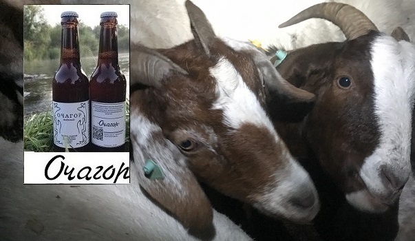 Как спровоцировать любовь к молодому козлику?