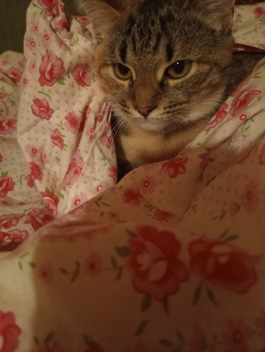 Лизке понравилось, но на всякий случай закуталась в одеяло.