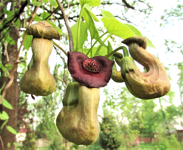 Кирказон маньчжурский