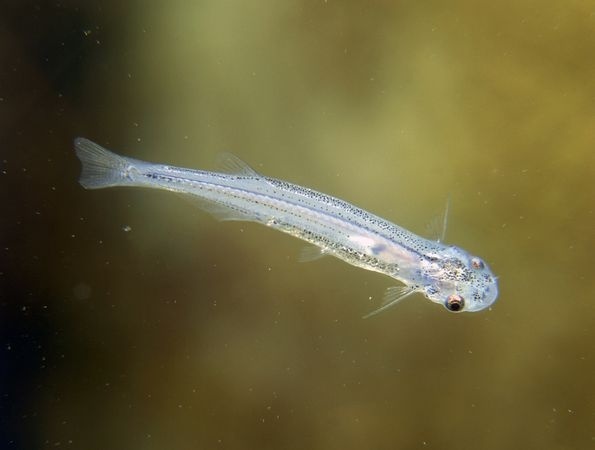 кандиру, также известная как рыба-зубочистка (Vandellia cirrhosa)