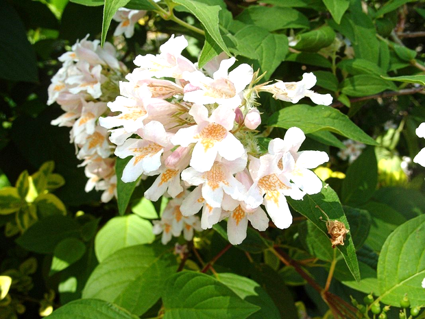 Кольквиция прелестная