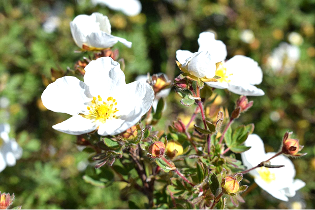 Курильский чай (Пятилисточник, Лапчатка) "Абботсвуд" белый