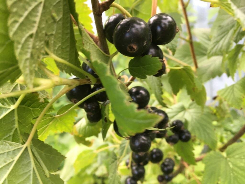 Найдите на этом фото гусеницу... Видите её?