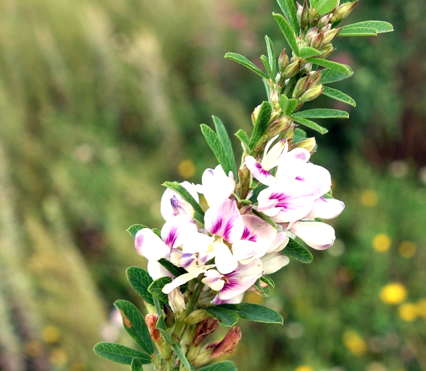Леспедеца копеечниковая (ситниковая)
