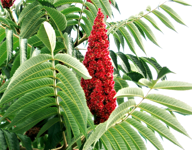 Сумах пушистый (оленерогий)