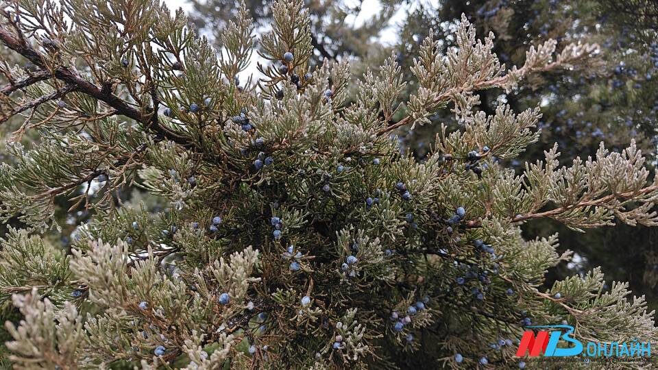    Фото: МТВ.ОНЛАЙН / Елизавета Денисова