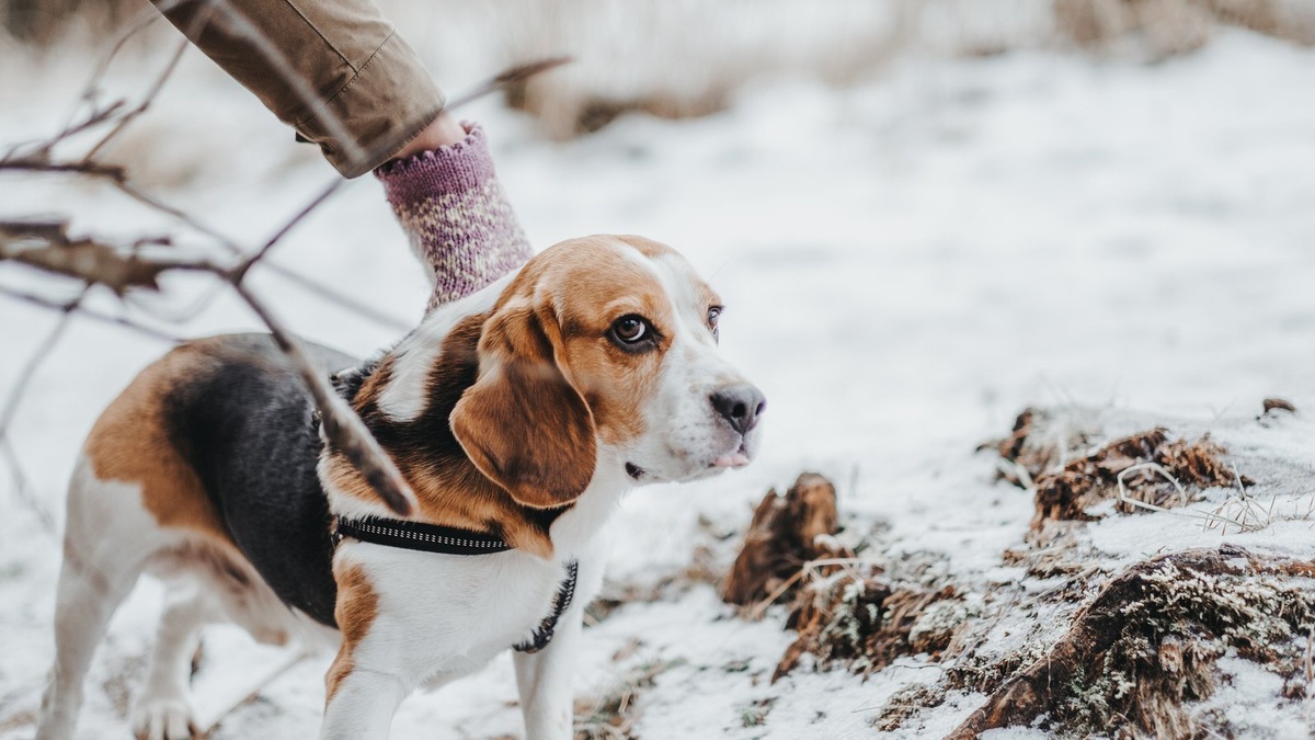    При первых же тревожных симптомах следует ехать в ветклинику