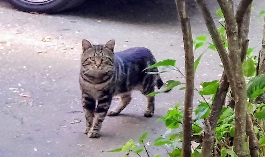 Какое лицо! Философ! Фото мои сентябрьские. Первая встреча