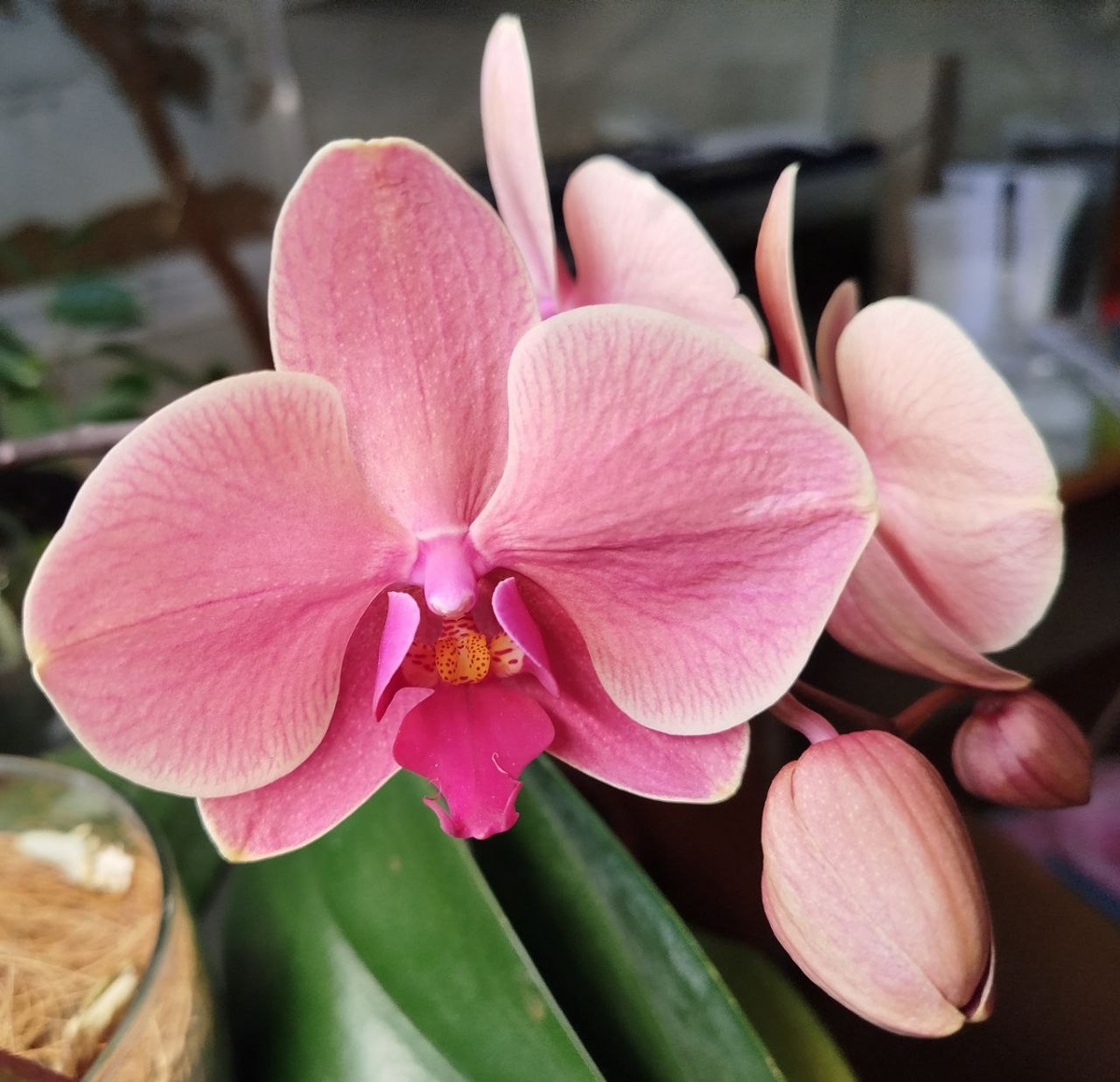 Первое домашнее цветение орхидеи фаленопсис Нарбонна Narbonne фото: 