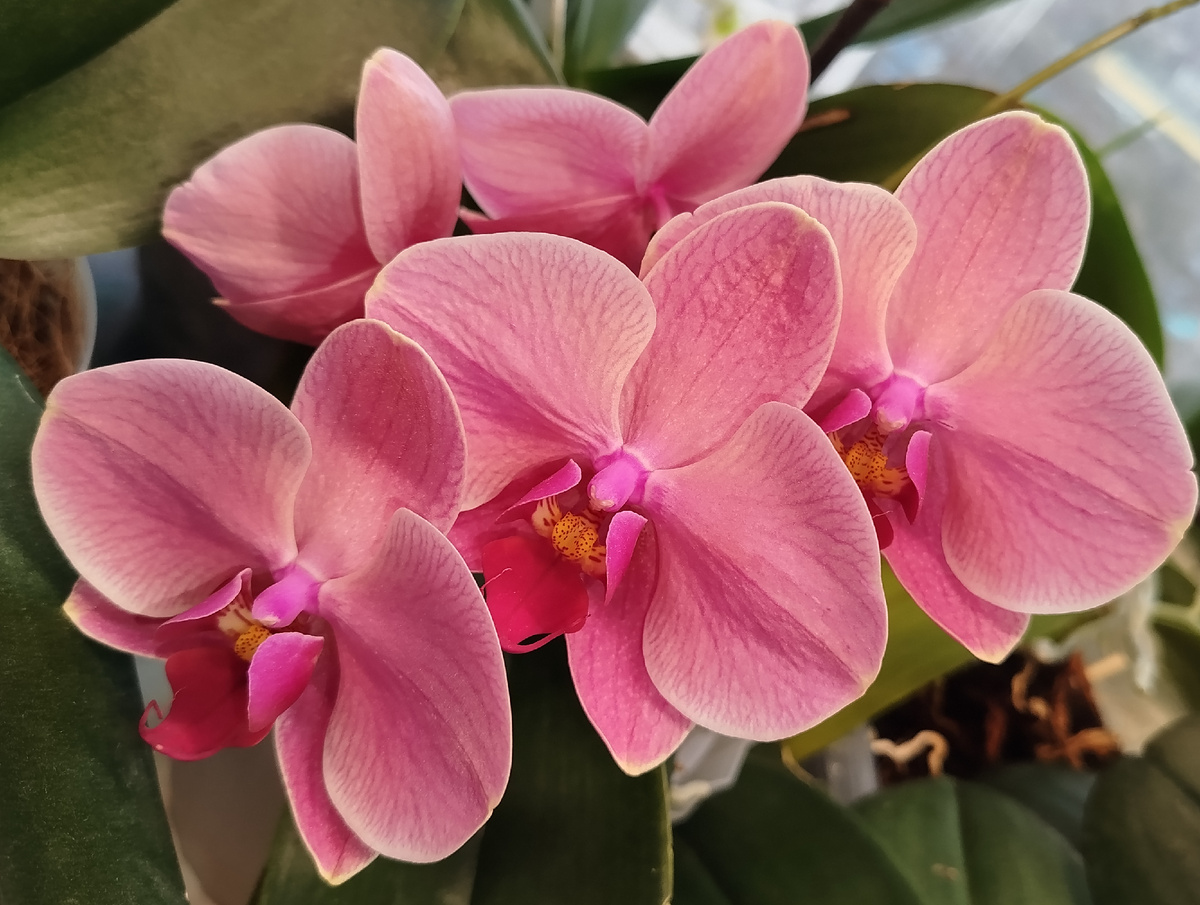 Фото 2 февраля 2025 фаленопсис Нарбонна Narbonne домашнее цветение