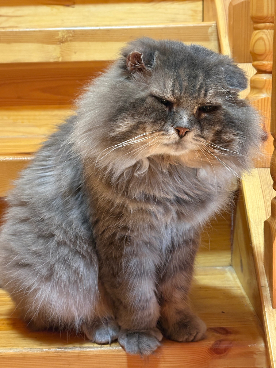 Хозяин, не волнуйся, все будет под контролем! Везде фото автора.