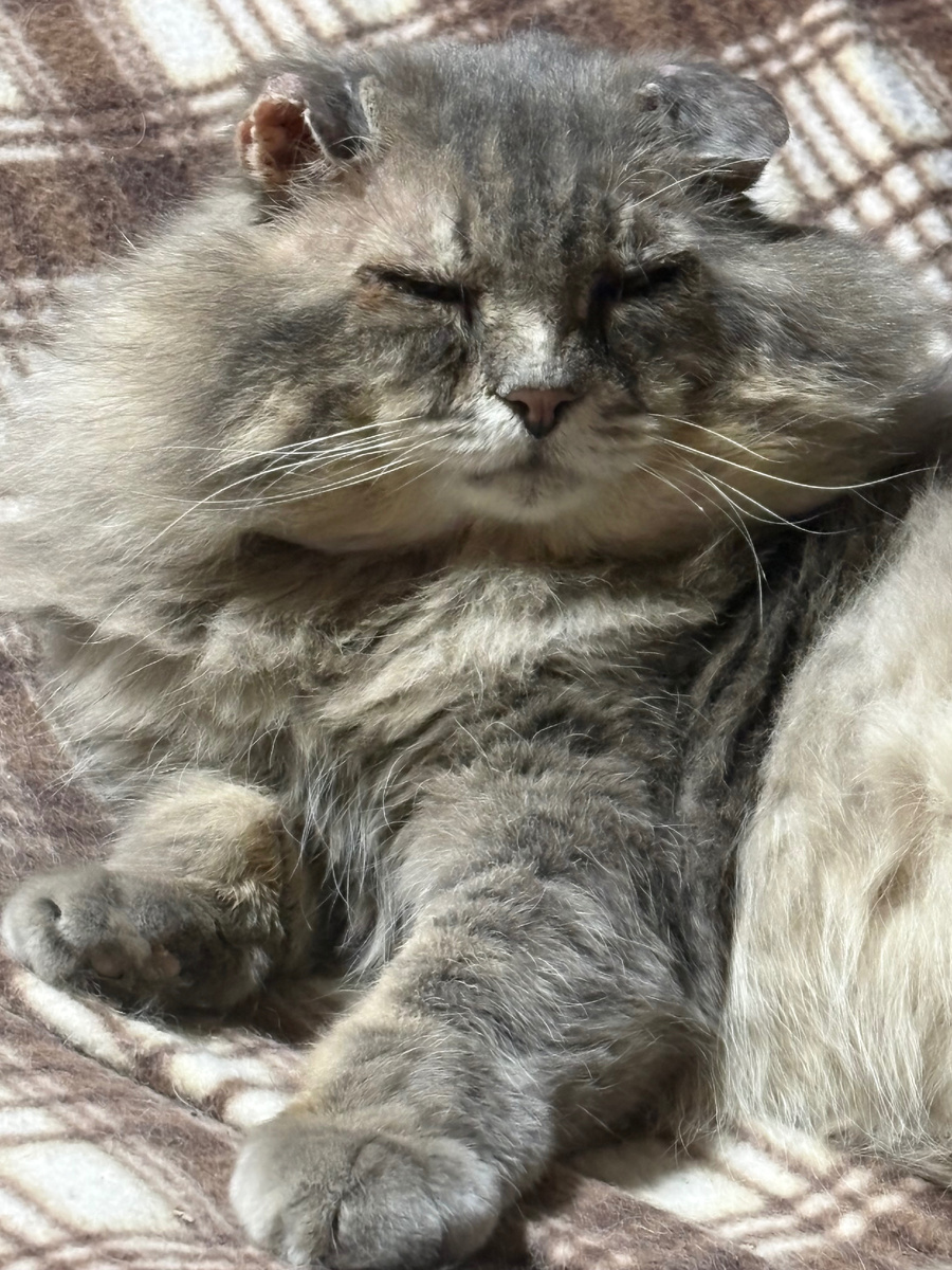 Устал я от вас! 