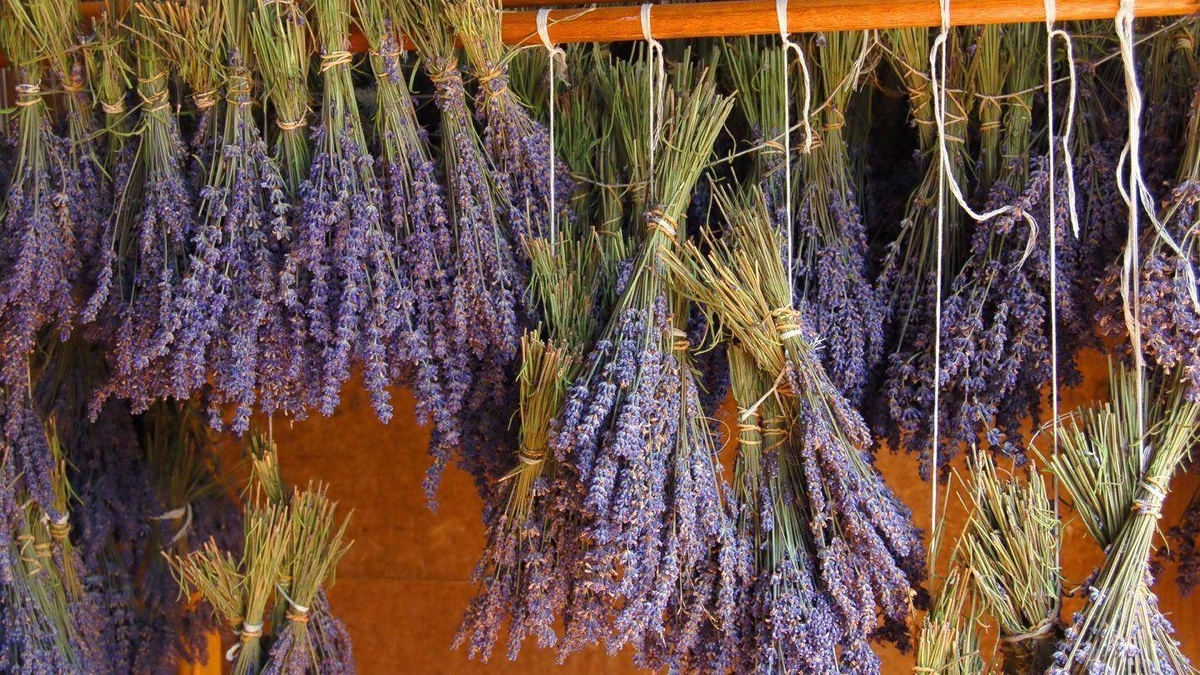 Насыщенный аромат сохраняется даже при высушивании лепестков.